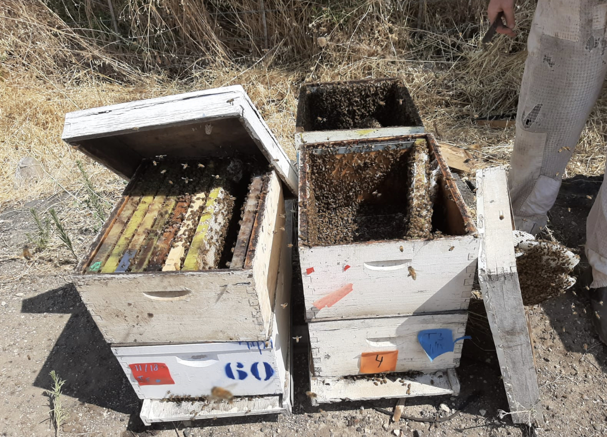 עשרות כוורות ומאות חלות דבש נגנבו בגליל העליון ורמת הגולן