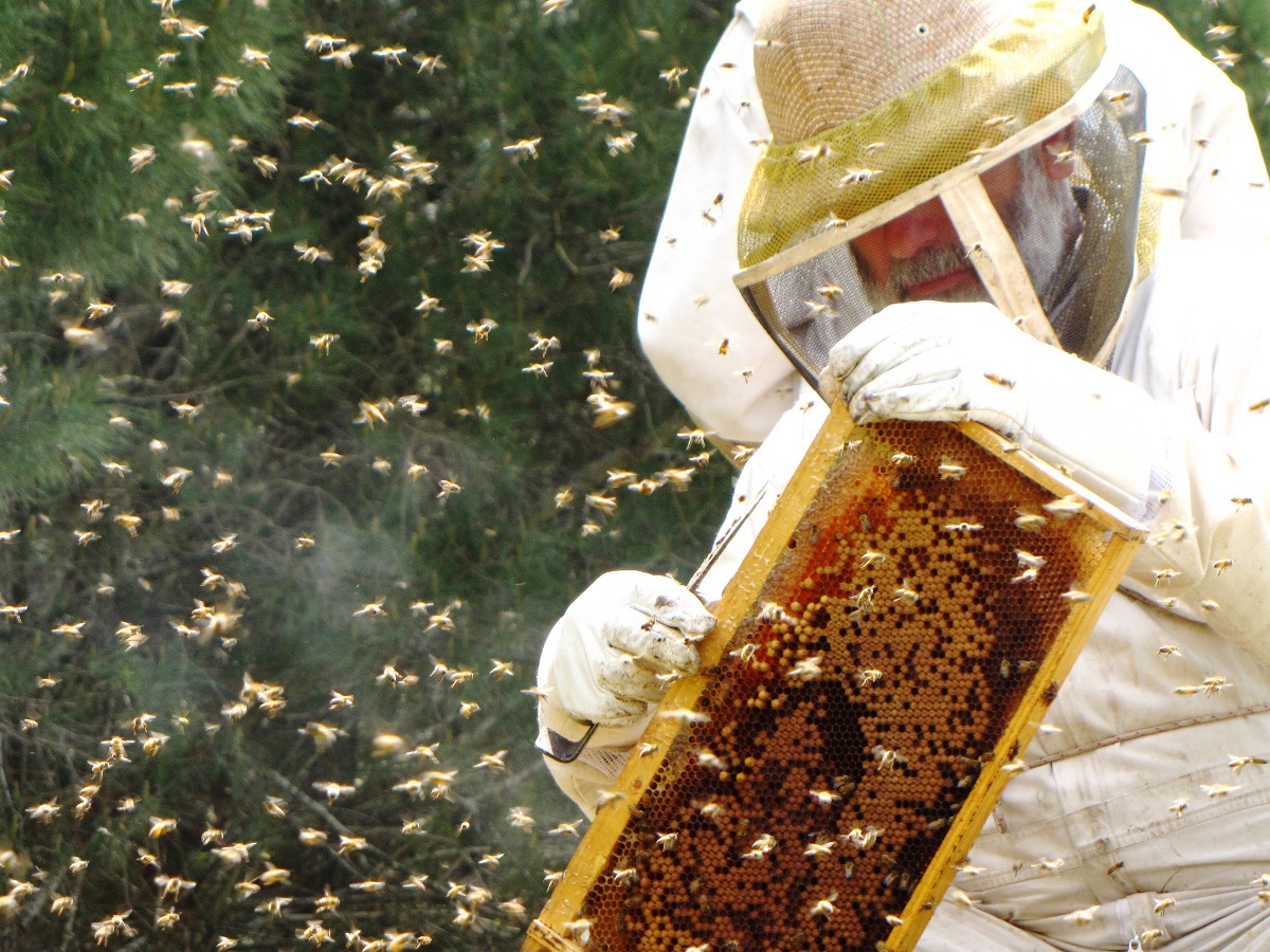 מועצת הדבש: לקראת ראש השנה תמכו בתוצרת הארץ בקנייה ישירה של דבש מדבוראי ישראל