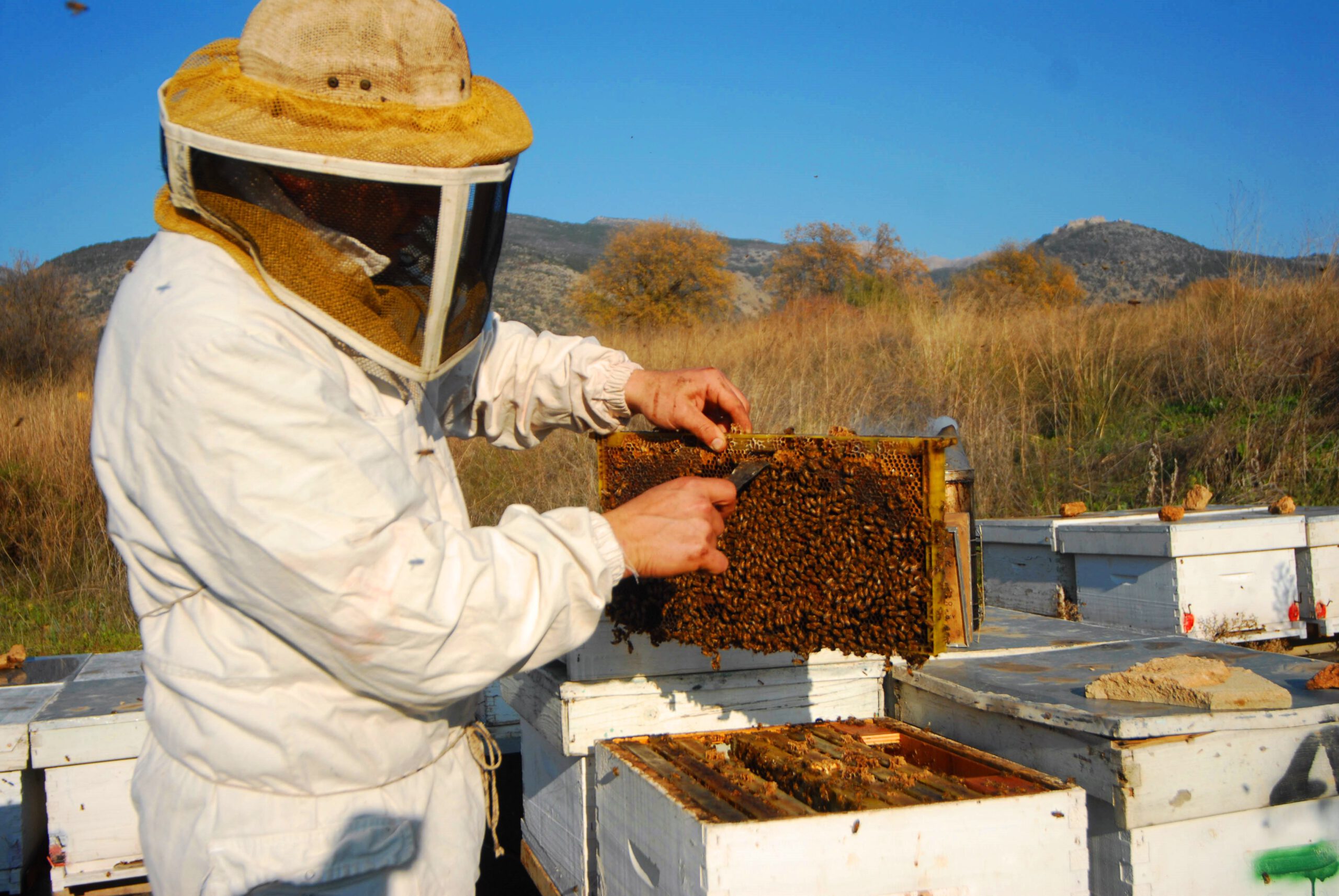 מועצת הדבש: דבורי הדבש ממשיכות להפתיע עם מחקר חדש הקובע כי הארס המועבר בעקיצת הדבורה מסוגל להרוג תאי סרטן שד
