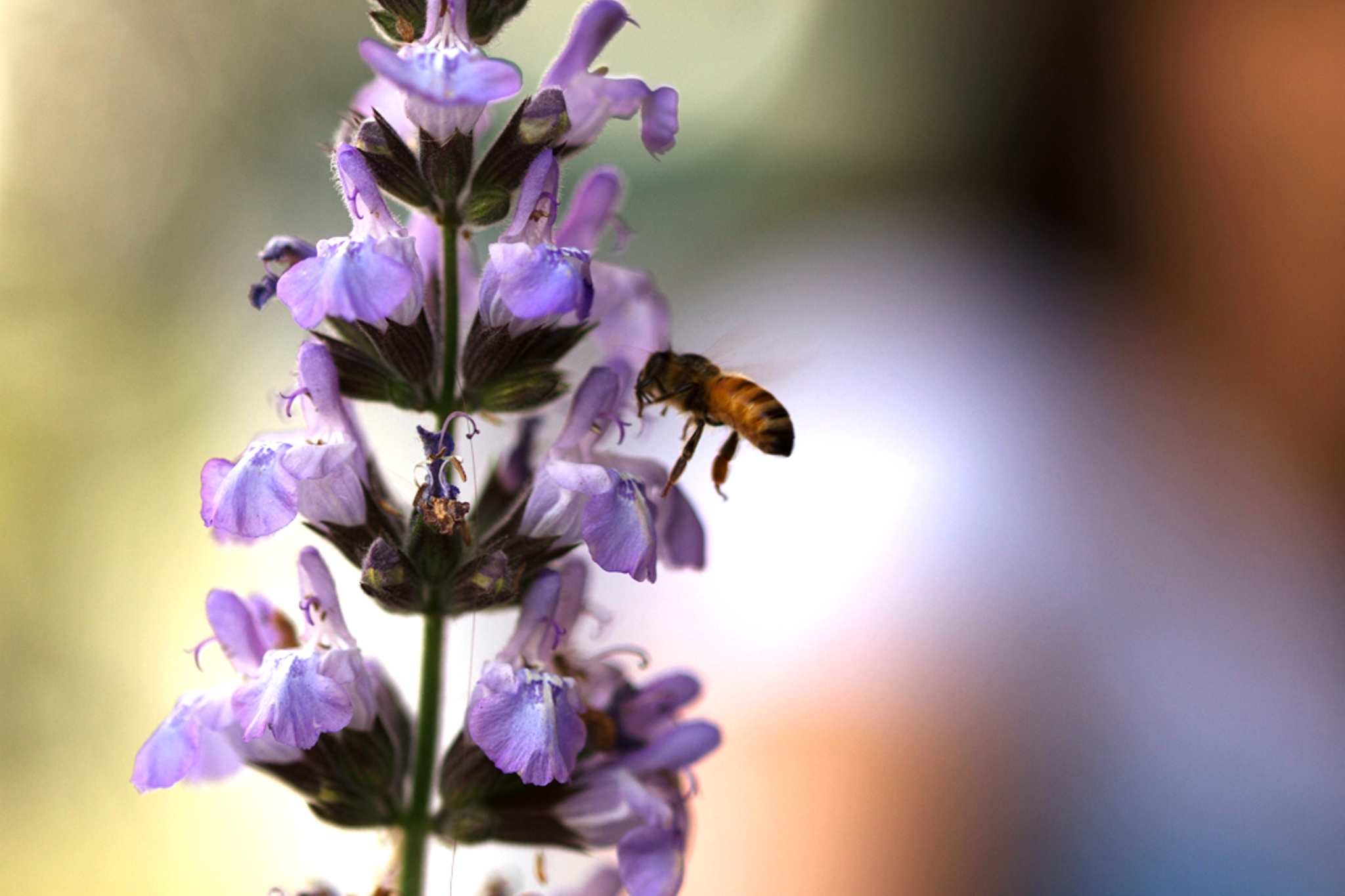 מועצת הדבש: מחקר חדש מגלה כי כמו בני אדם ישנן גם דבורים המורדות בדעות הקבוצה, סקרניות, ובעלות דעות עצמאיות