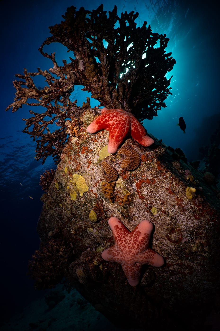 זוג גרגירנים מגושמים (כוכב ים) נצפה בשמורת האלמוגים באילת