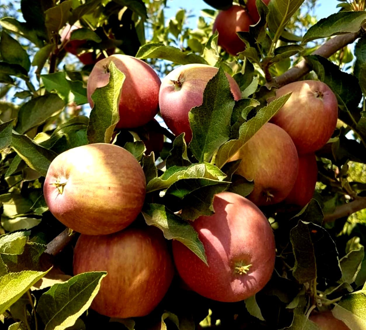בתקופת חגי תשרי הישראלים צורכים כ-14,000 טון תפוחים