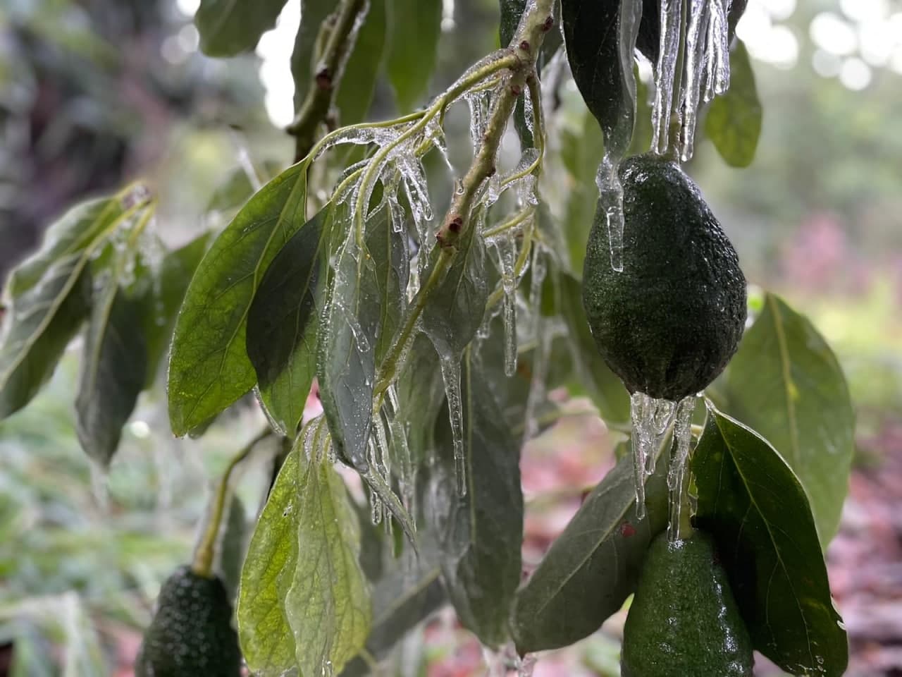 מגדלי הפירות בהרי הגליל והגולן מרוצים מהטמפרטורות הנמוכות אך מגדלי האבוקדו חוששים מהקרה