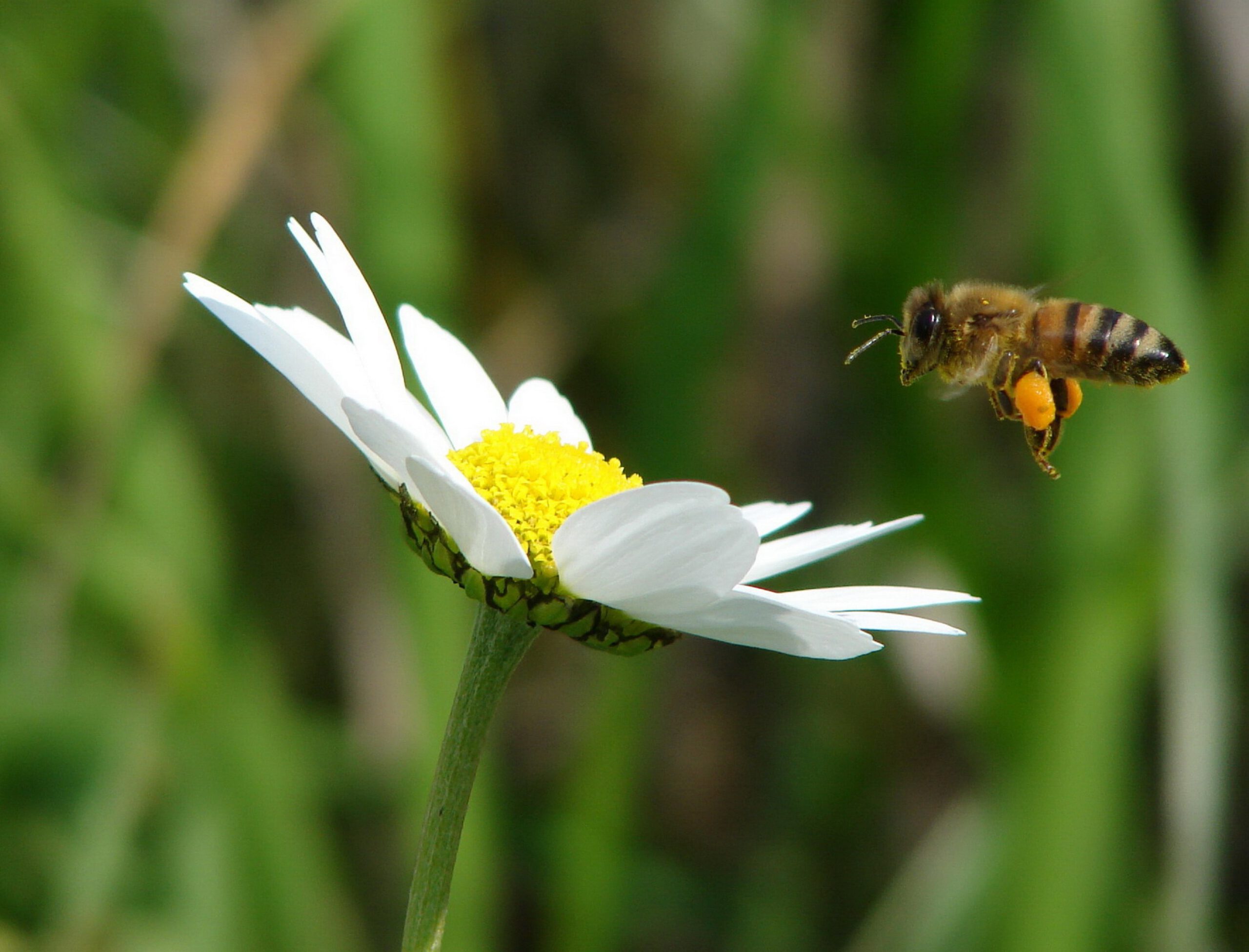 מחקר חדש מצא: דבורת הדבש יכולה להבחין בין מספר זוגי לאי זוגי כמו בני האדם