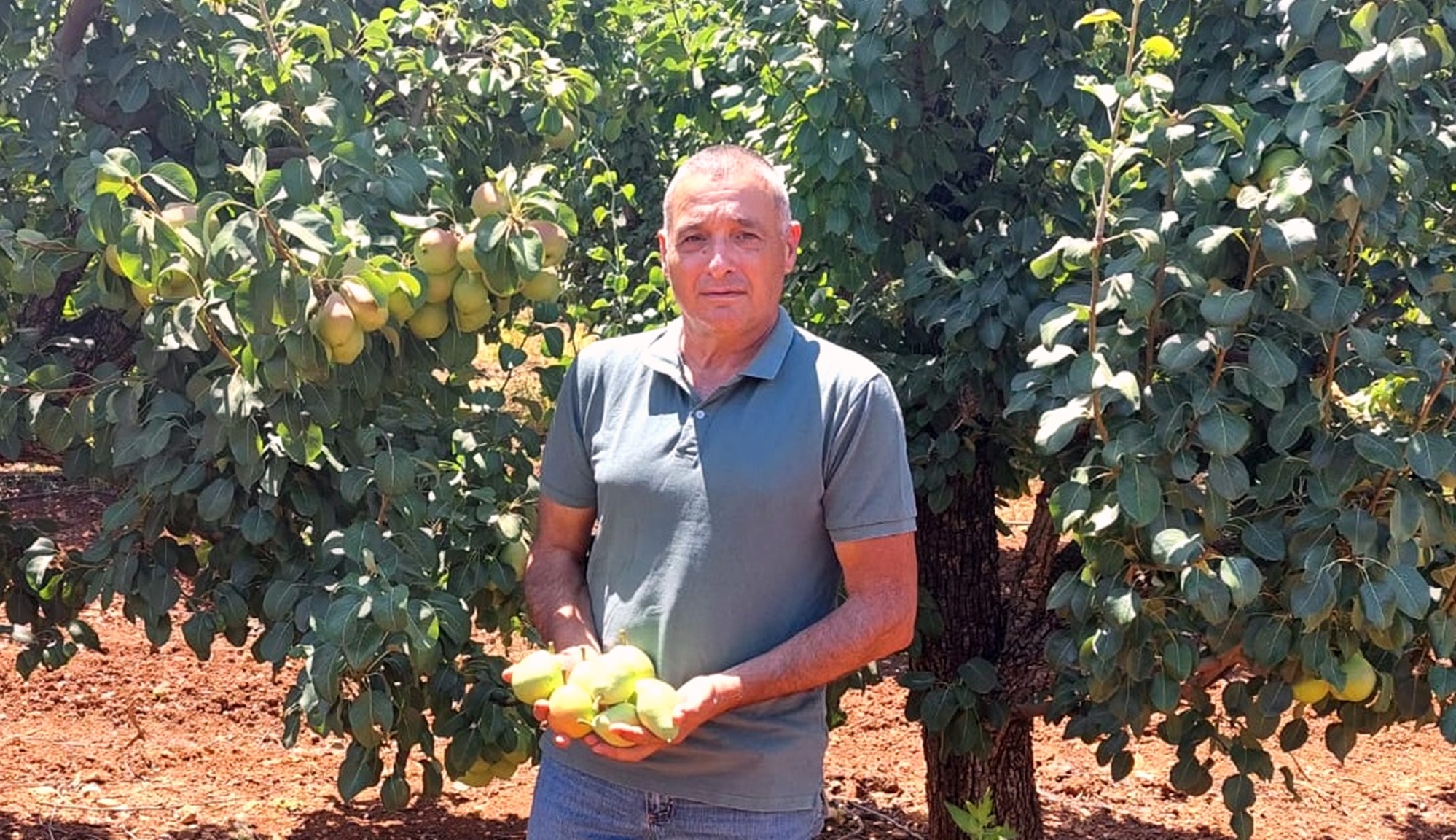 ארגון מגדלי הפירות בישראל: החל קטיף האגס במטעי הגליל העליון