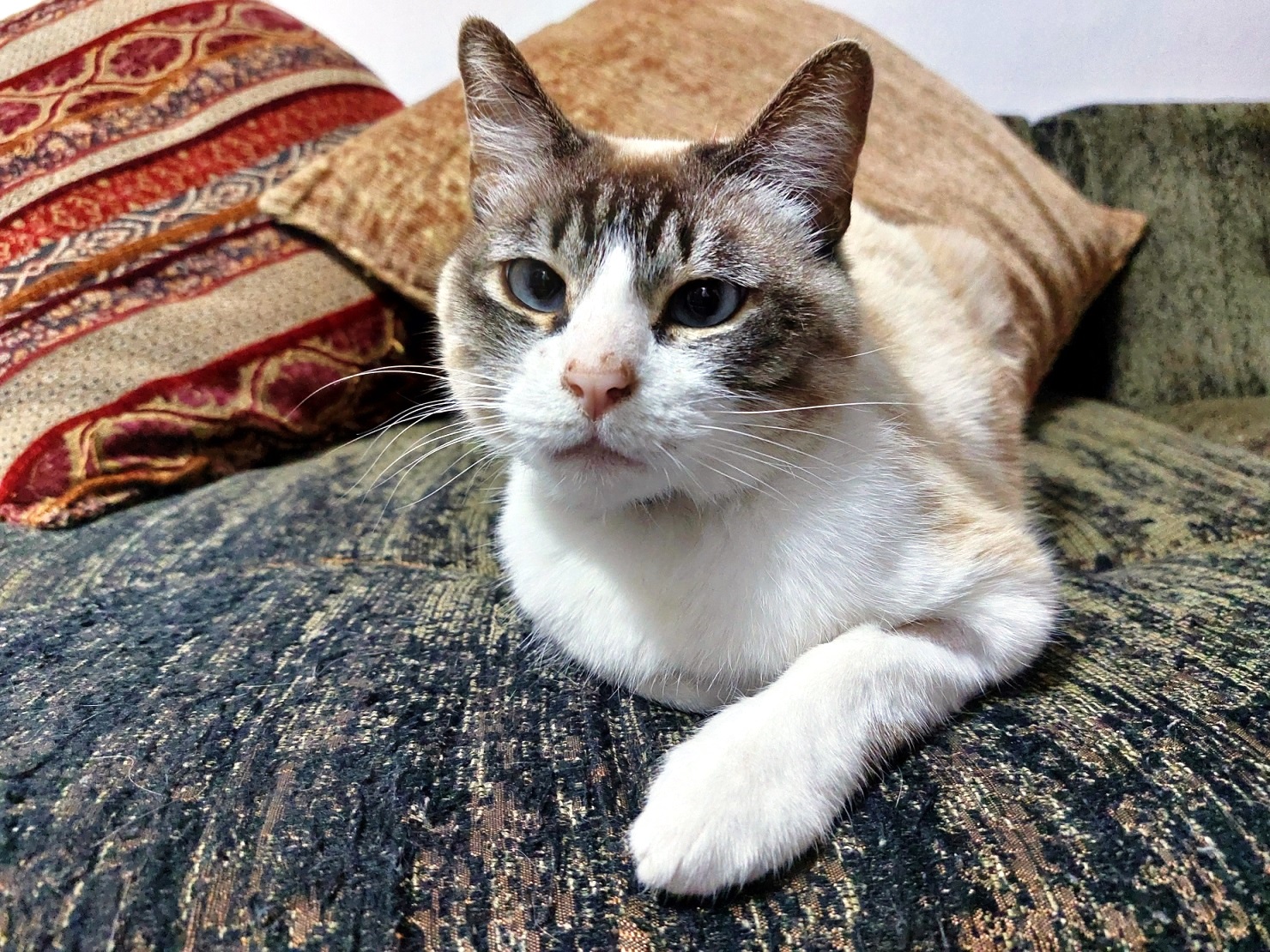 לכבוד יום החתול הבינלאומי: למה החתול שלי מגרד רהיטים?