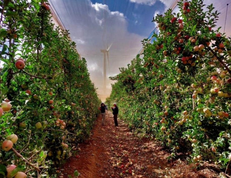 סיור ענף התפוח בצפון הגולן במבט לעתיד