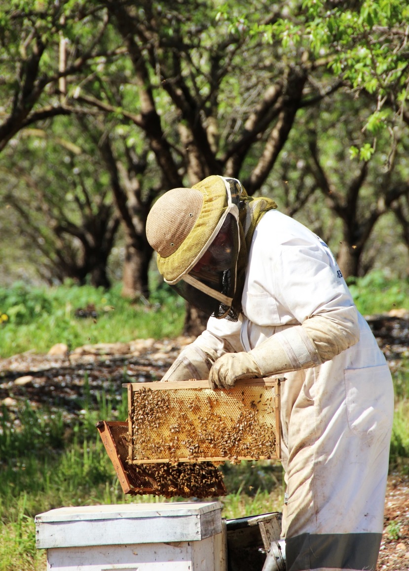 להפיח חיים חדשים בטבע – מועצת הדבש מזמינה בחג האילנות למכוורות ברחבי הארץ ללמוד על חשיבות נטיעת עצים צוּפָנִיִים למען שמירה על חיי הדבורים